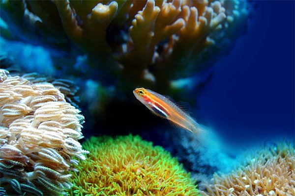 Aquario para iniciantes