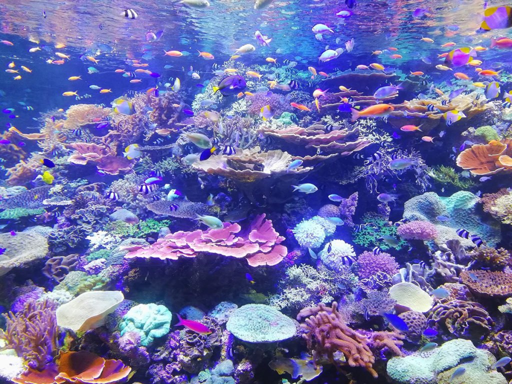 Parâmetros Aquário Marinho