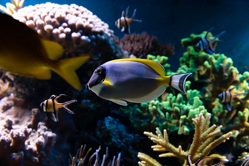 Parâmetros Aquário Marinho