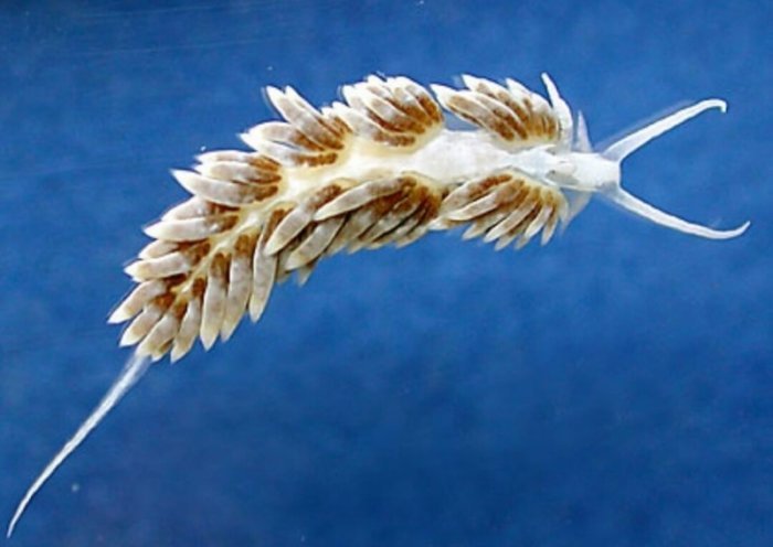 Berghia Nudibranch