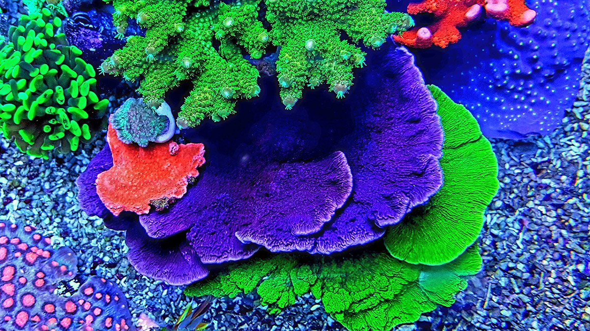 manual-aquario.jpg