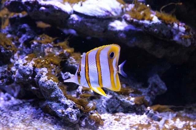 Peixe Borboleta
