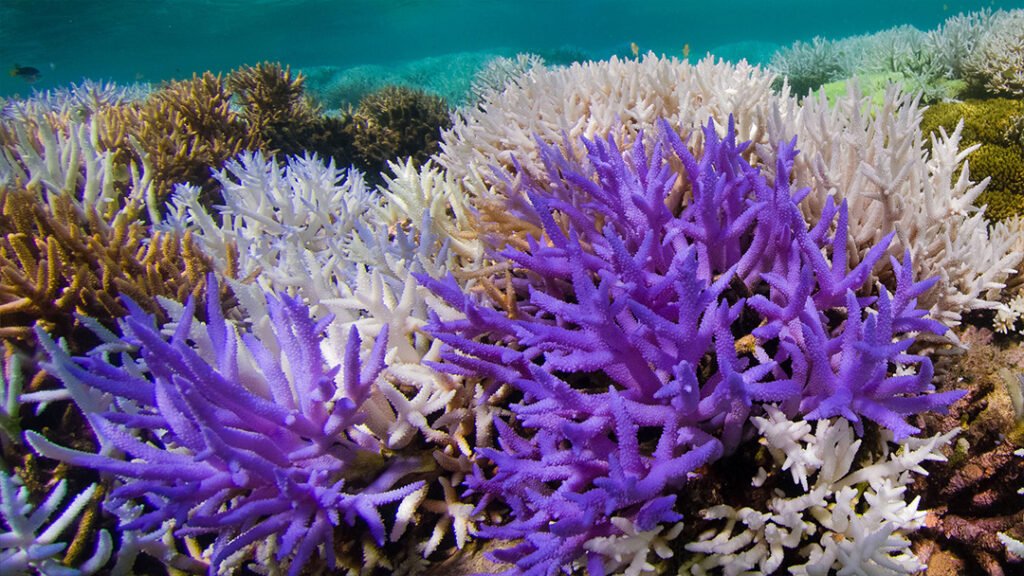 Branqueamento Coral