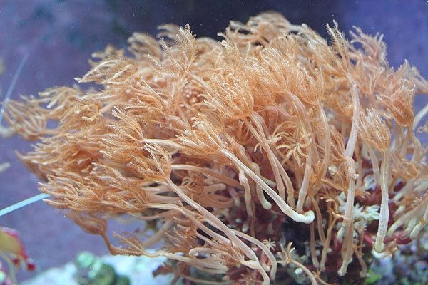 Cloves coral