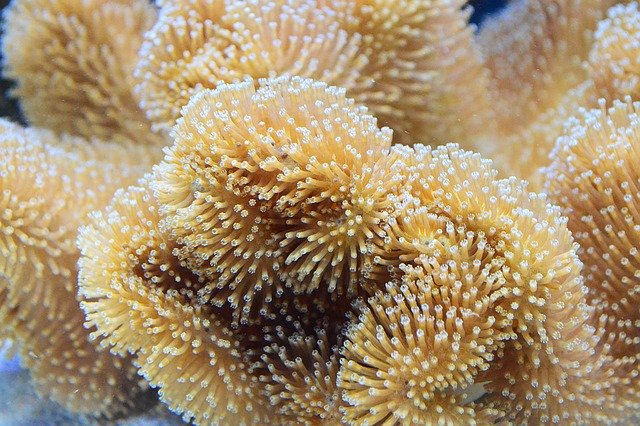 Coral Mole Leather