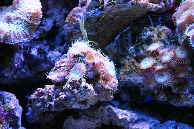 Palythoa Coral