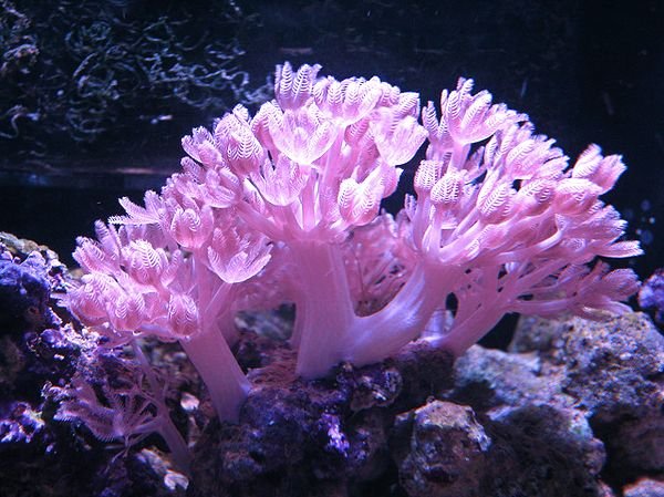 Coral Mole Xenia Pulsante