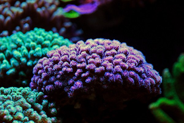Corais SPS Pocillopora
