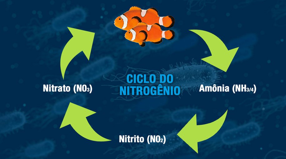 Ciclo do Nitrogênio