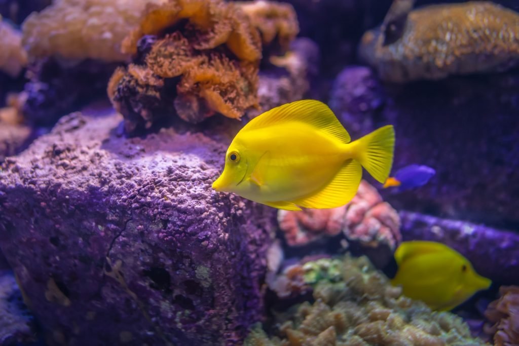 Como Limpar Aquario
