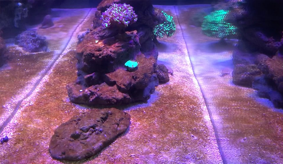 Ciclar aquario