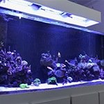 Como fazer um aquario caseiro